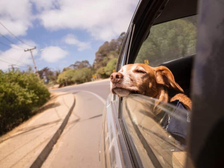 Comment partir en Corse avec son chien ?