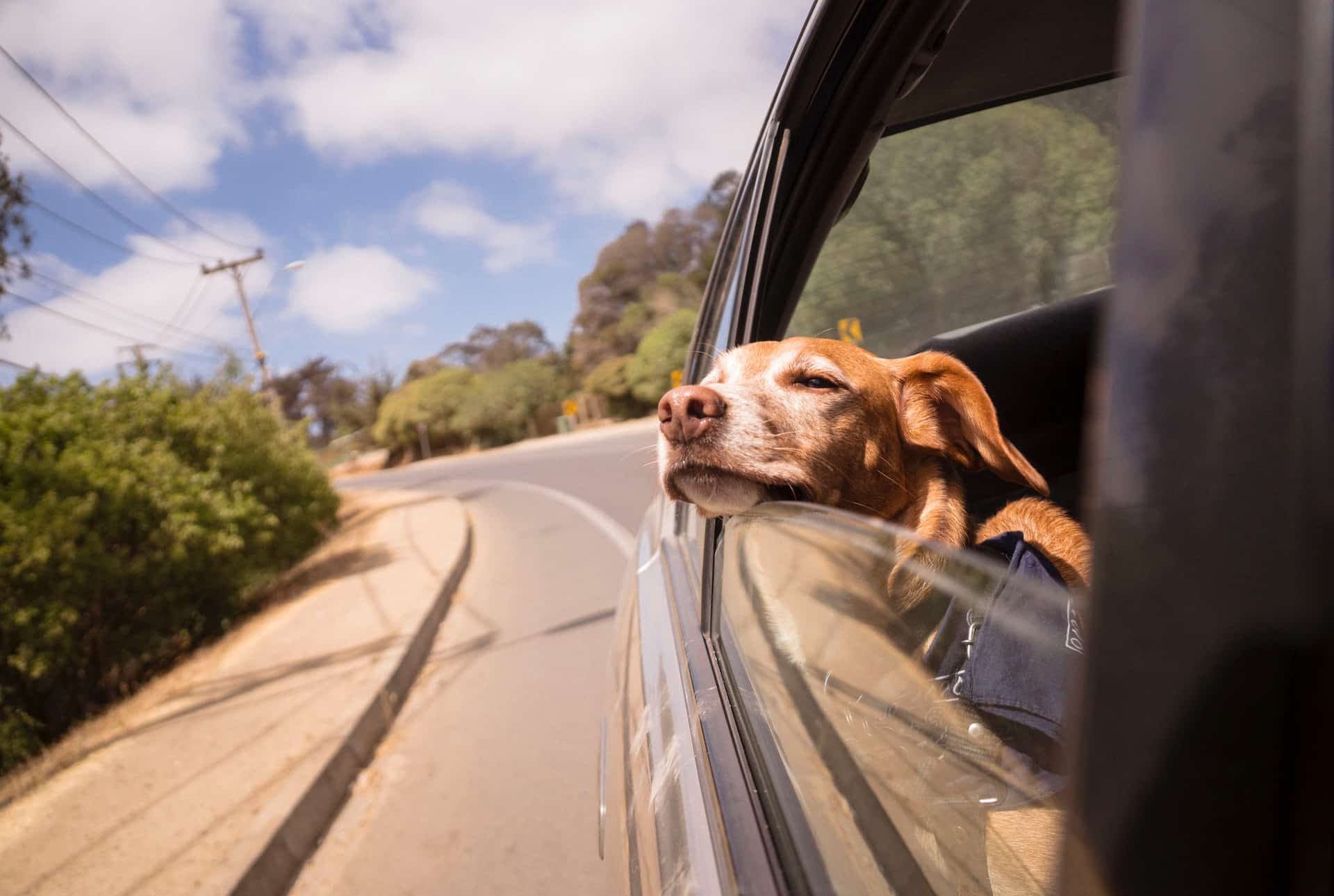 Comment partir en Corse avec son chien ?